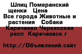 Шпиц Померанский щенки › Цена ­ 25 000 - Все города Животные и растения » Собаки   . Карачаево-Черкесская респ.,Карачаевск г.